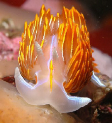 Nudi - photo taken using a Nikon   d70S with 60mm macro l... by Malcolm Nimmo 